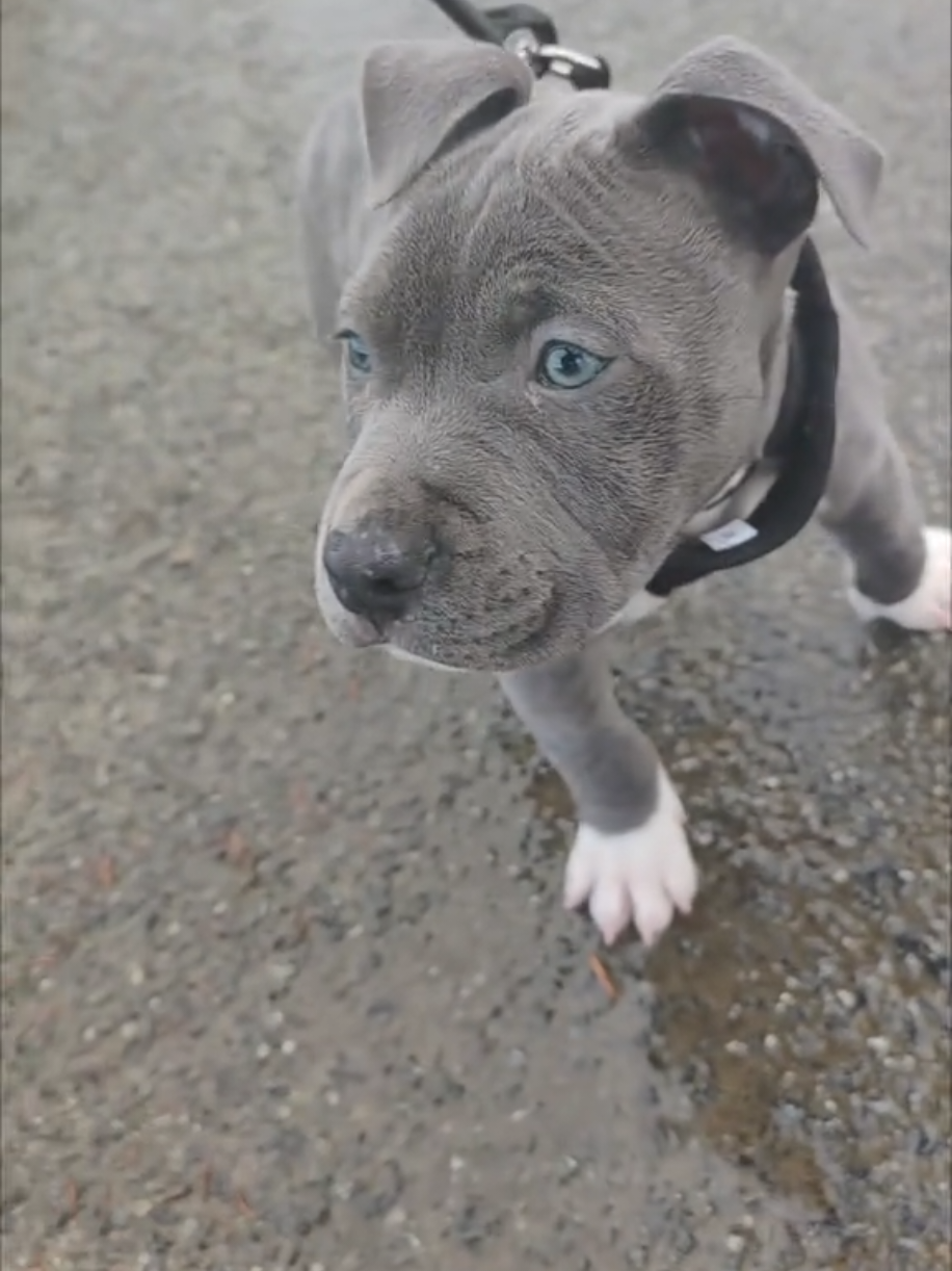 @Asko amstaff
