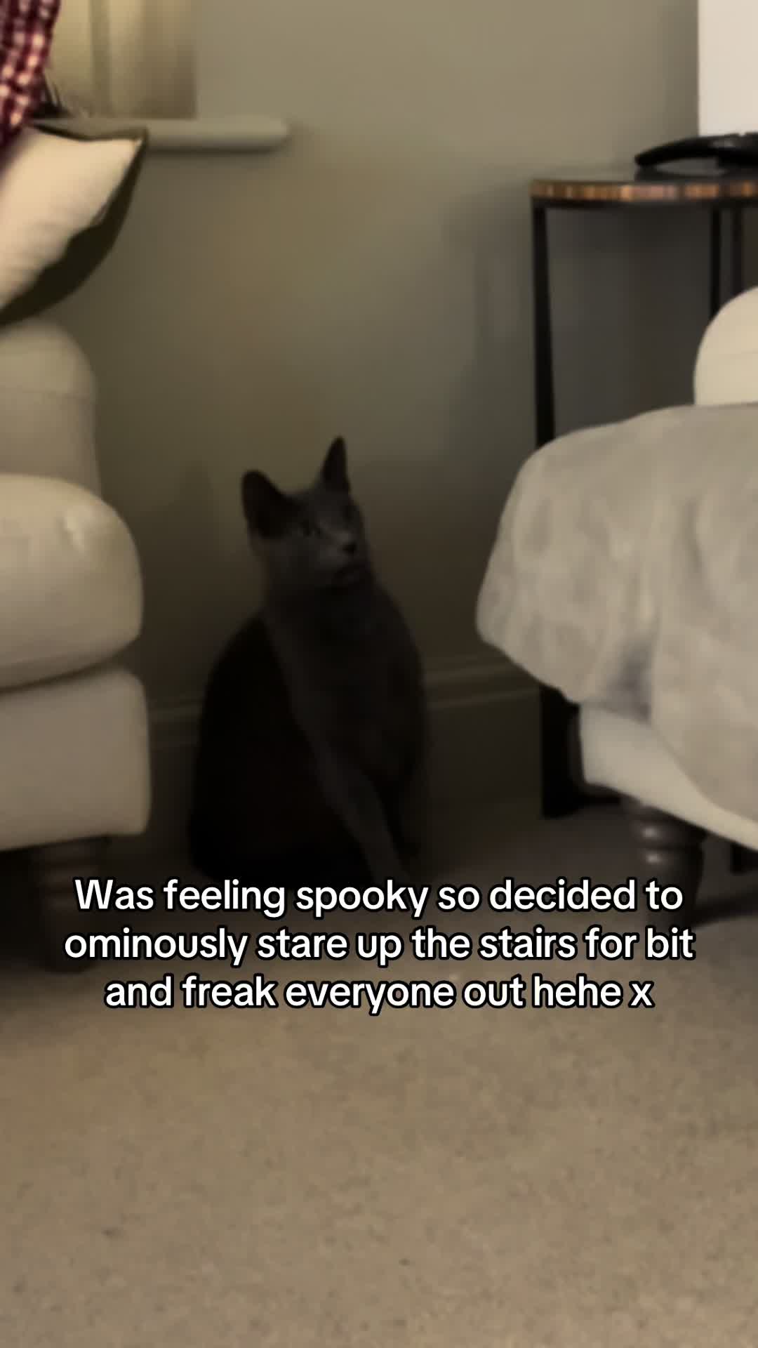 @Luna & Pluto