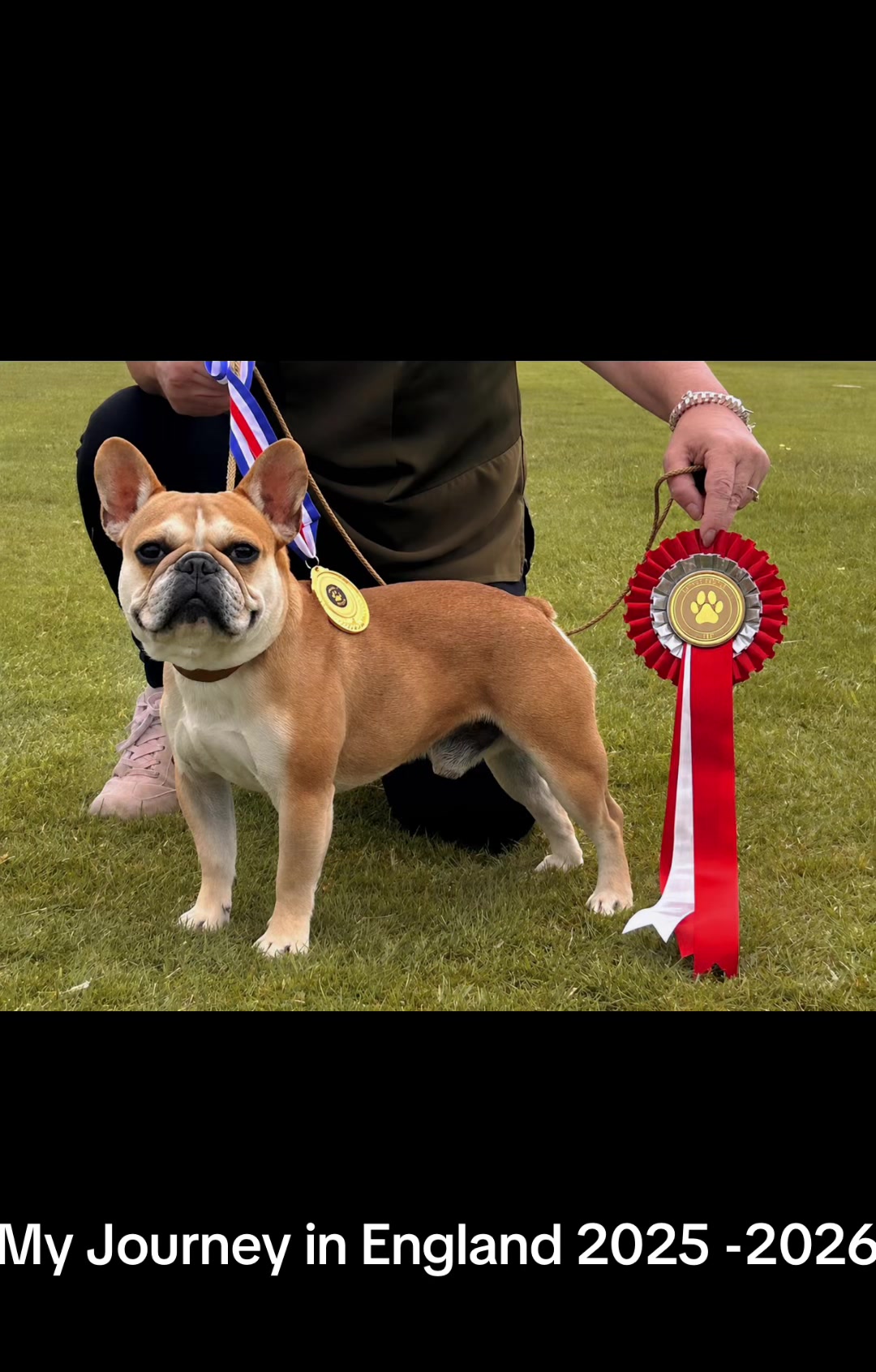 @perfectibull_uk