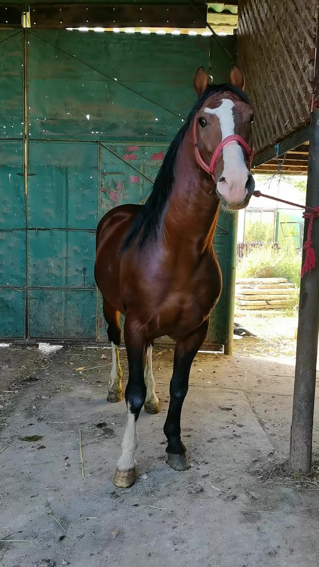 @Jady🐴