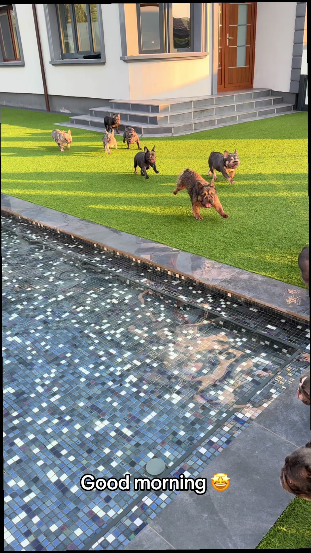 @✨Luxurious Frenchie House✨