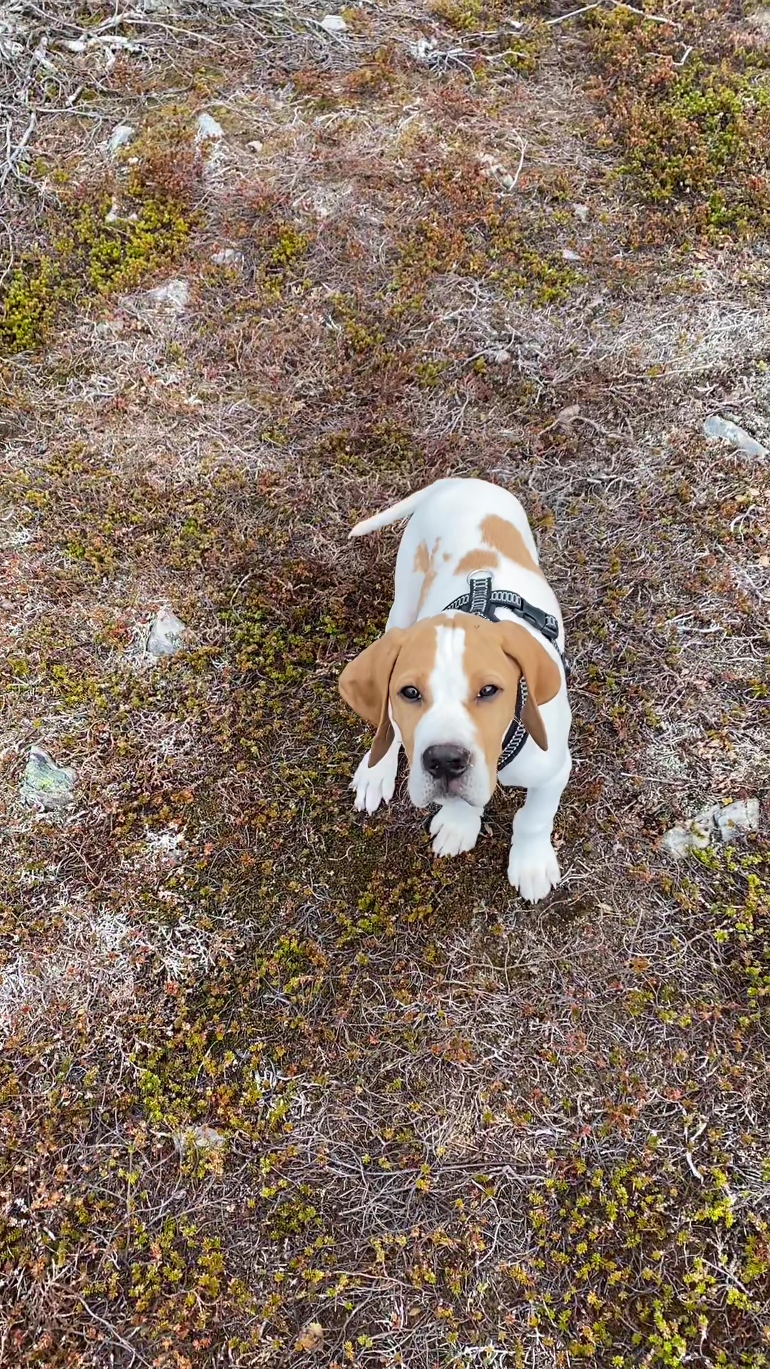 @Don the dog 🇳🇴