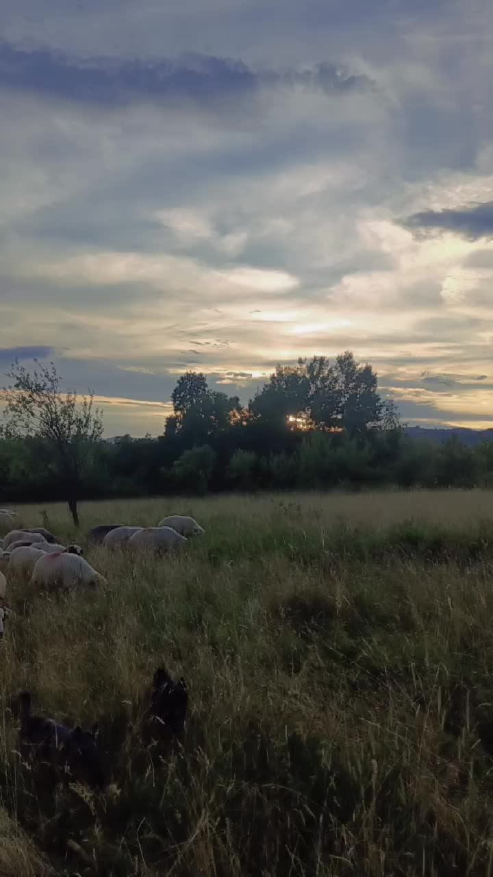 @costy_Turbăceanu