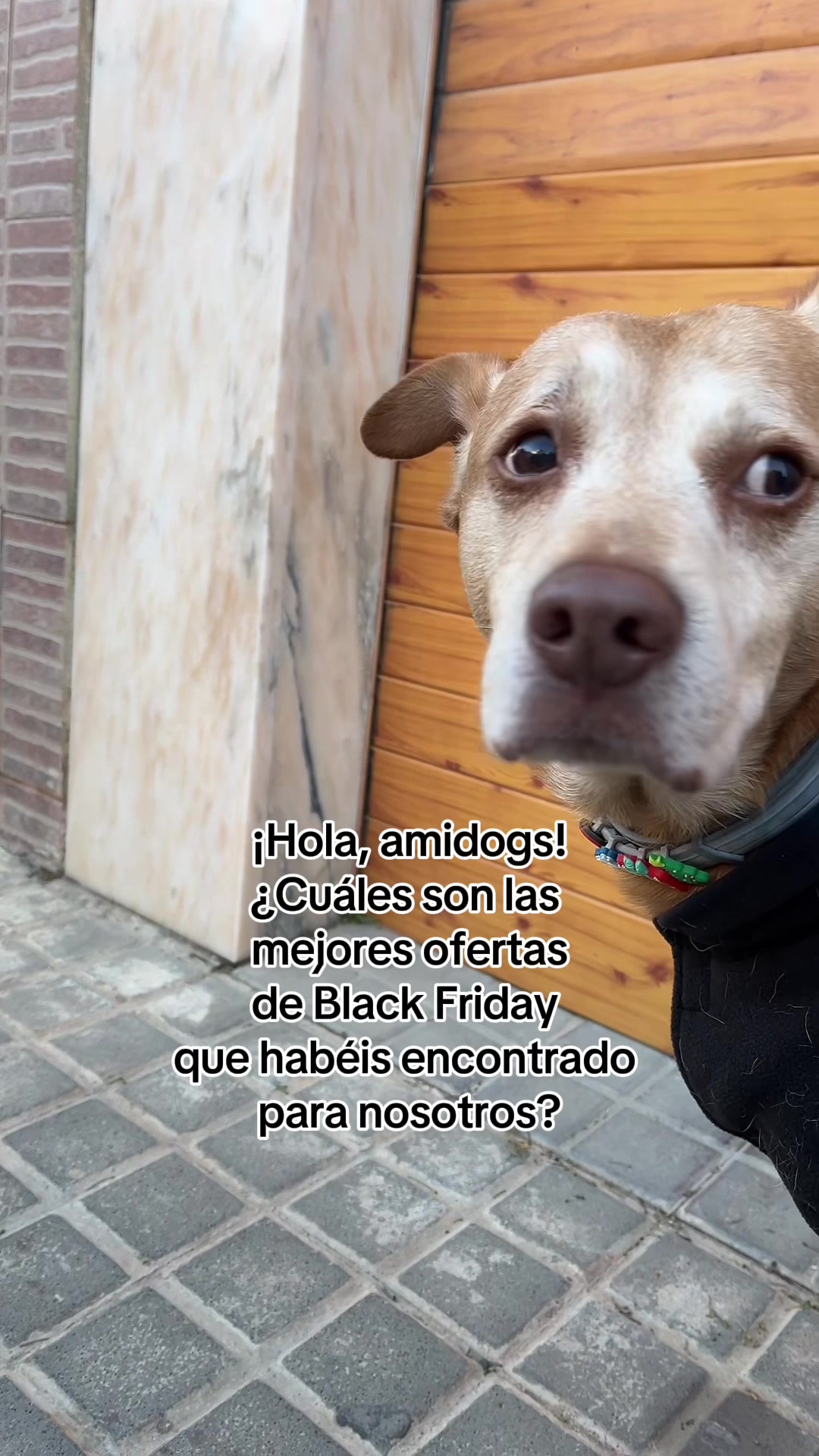@Miscota &middot; Tienda para mascotas