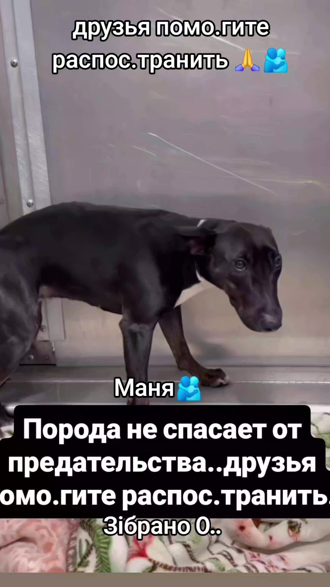 @animal
