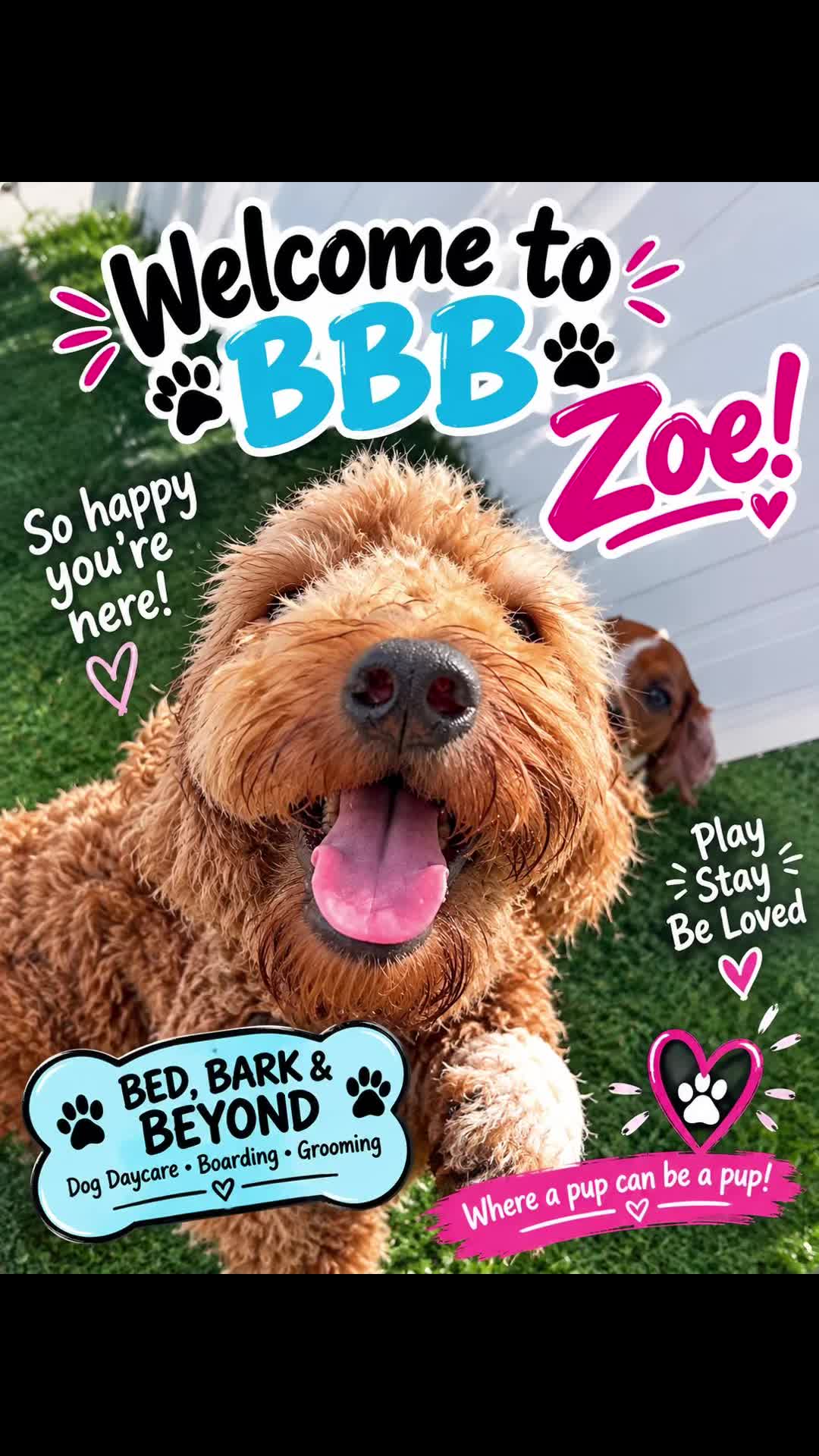 @Bed Bark and Beyond