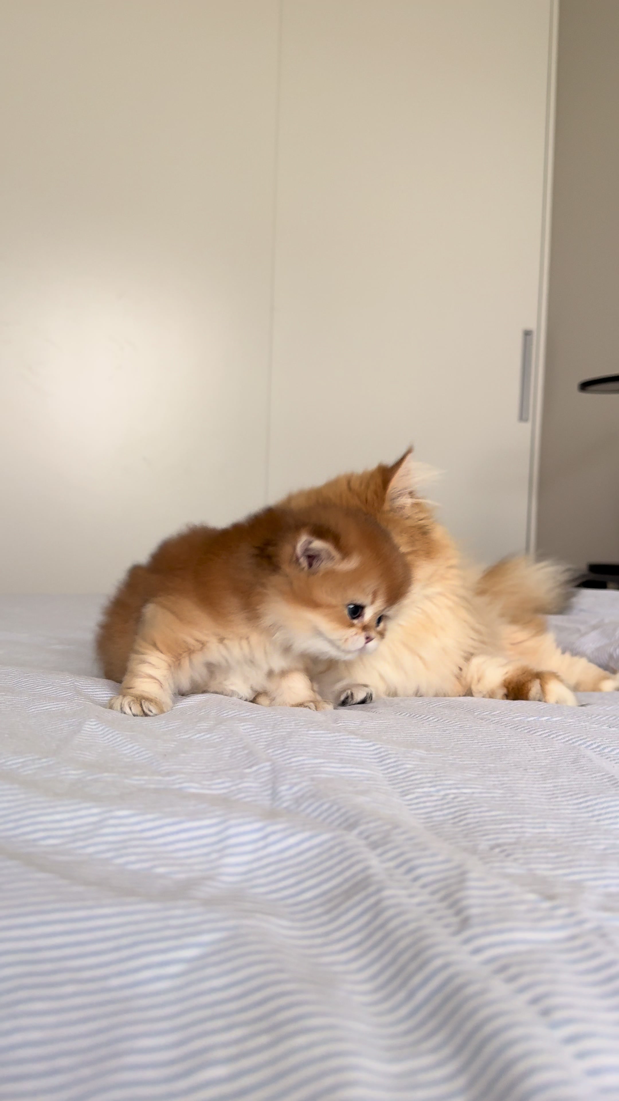 @Cattery vom Z&uuml;richberg