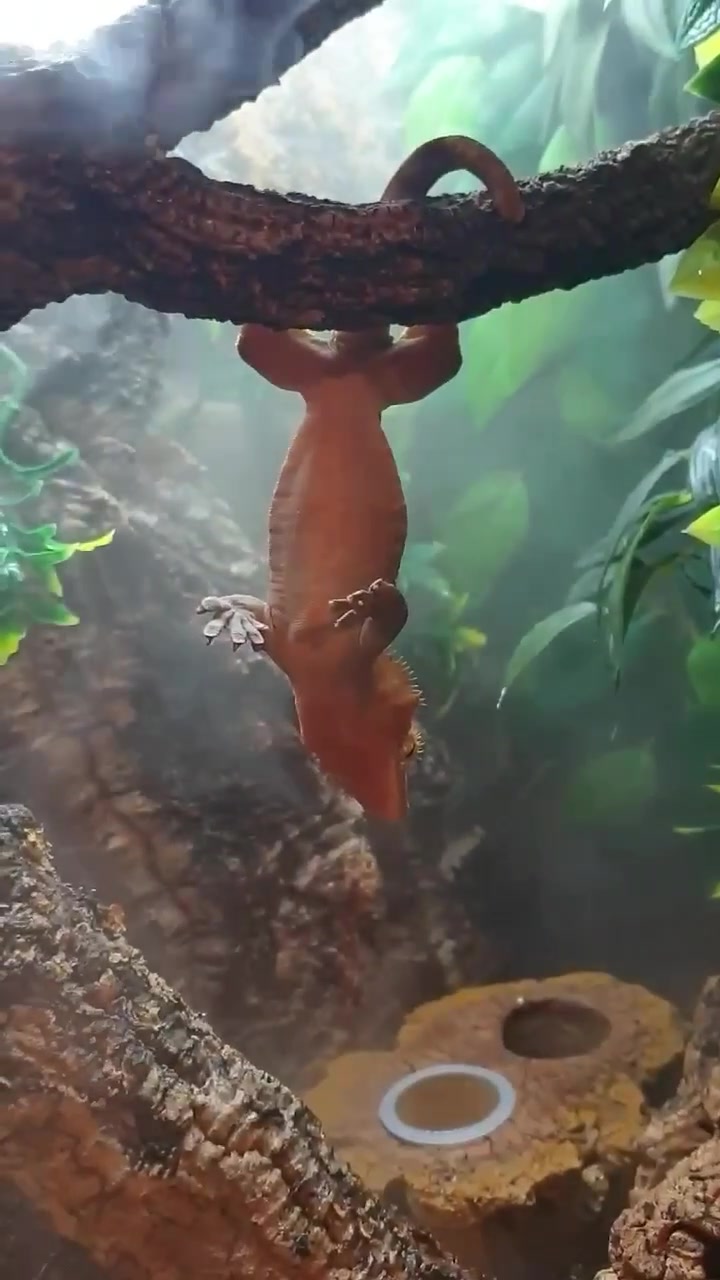 @T & N reptiles
