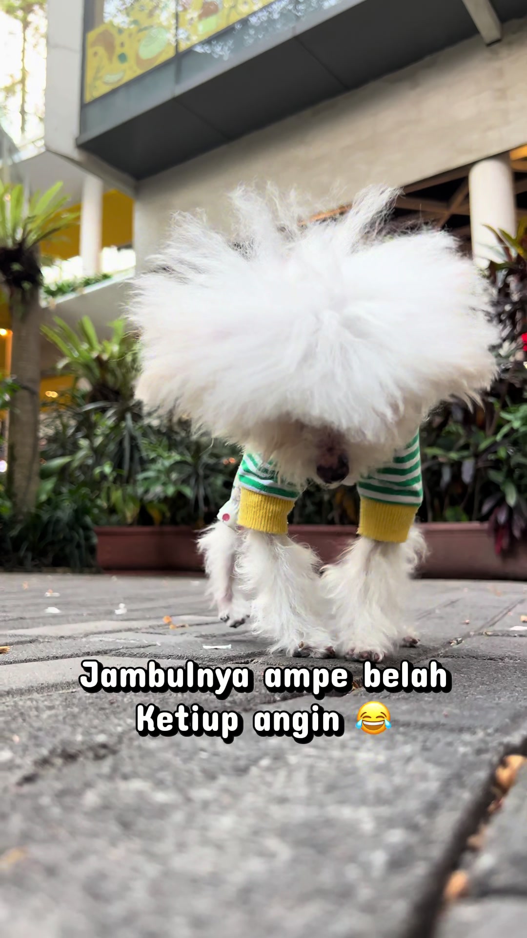 @Jiro and the poodle gang