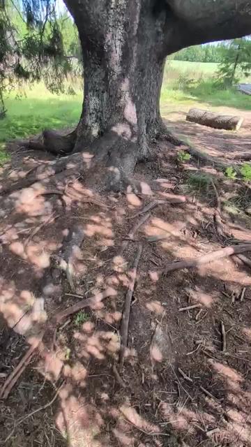 @ᛈᚢᚷ 🇸🇪