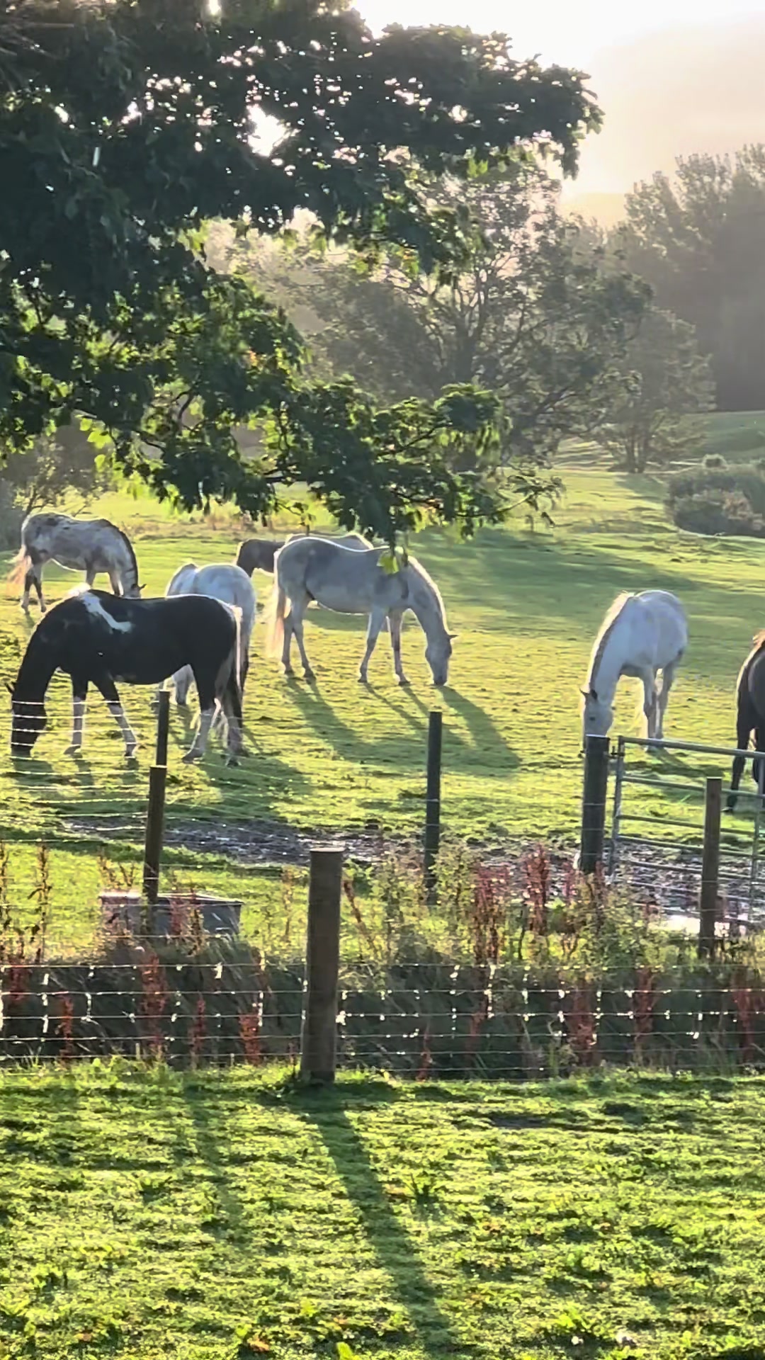 @Paula&rsquo;s Farm