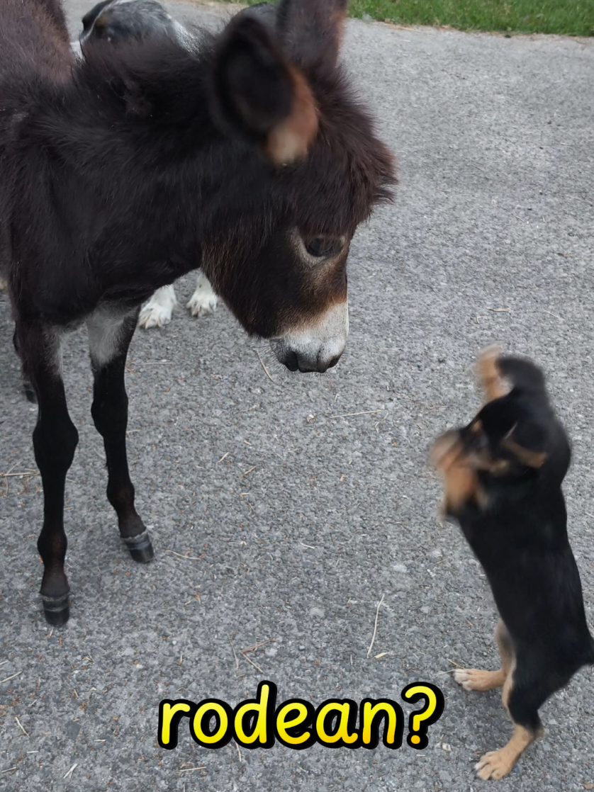 @Astosoro Burros Encartados