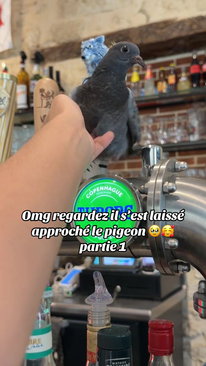 @Gipsy lily
