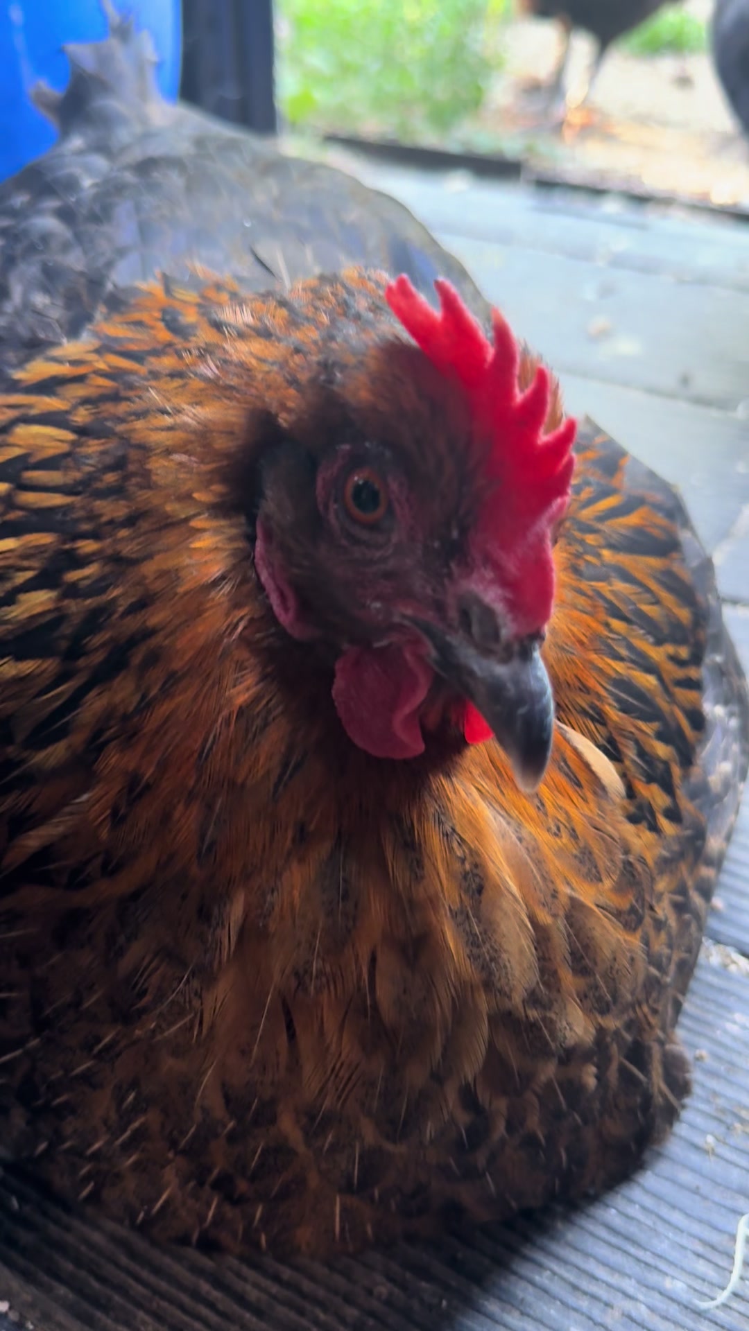 @HenStagram 📸🐔