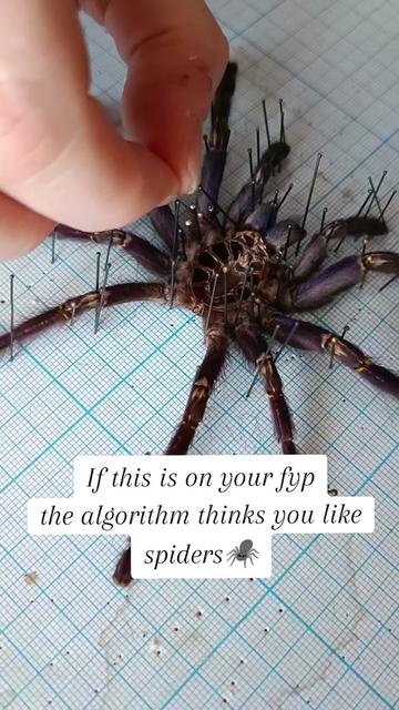 @TarantulaBox
