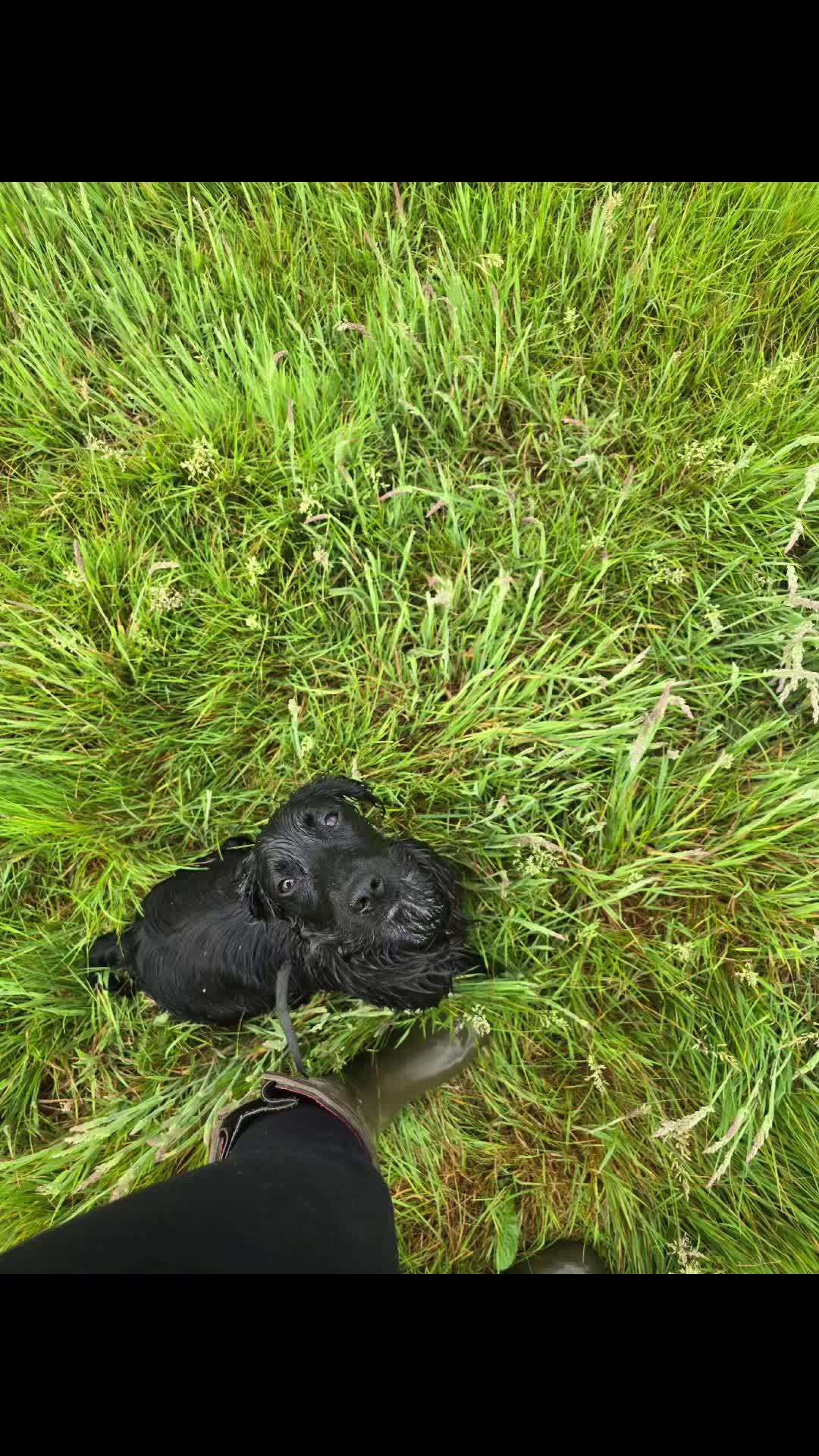 @MillHillGundogs