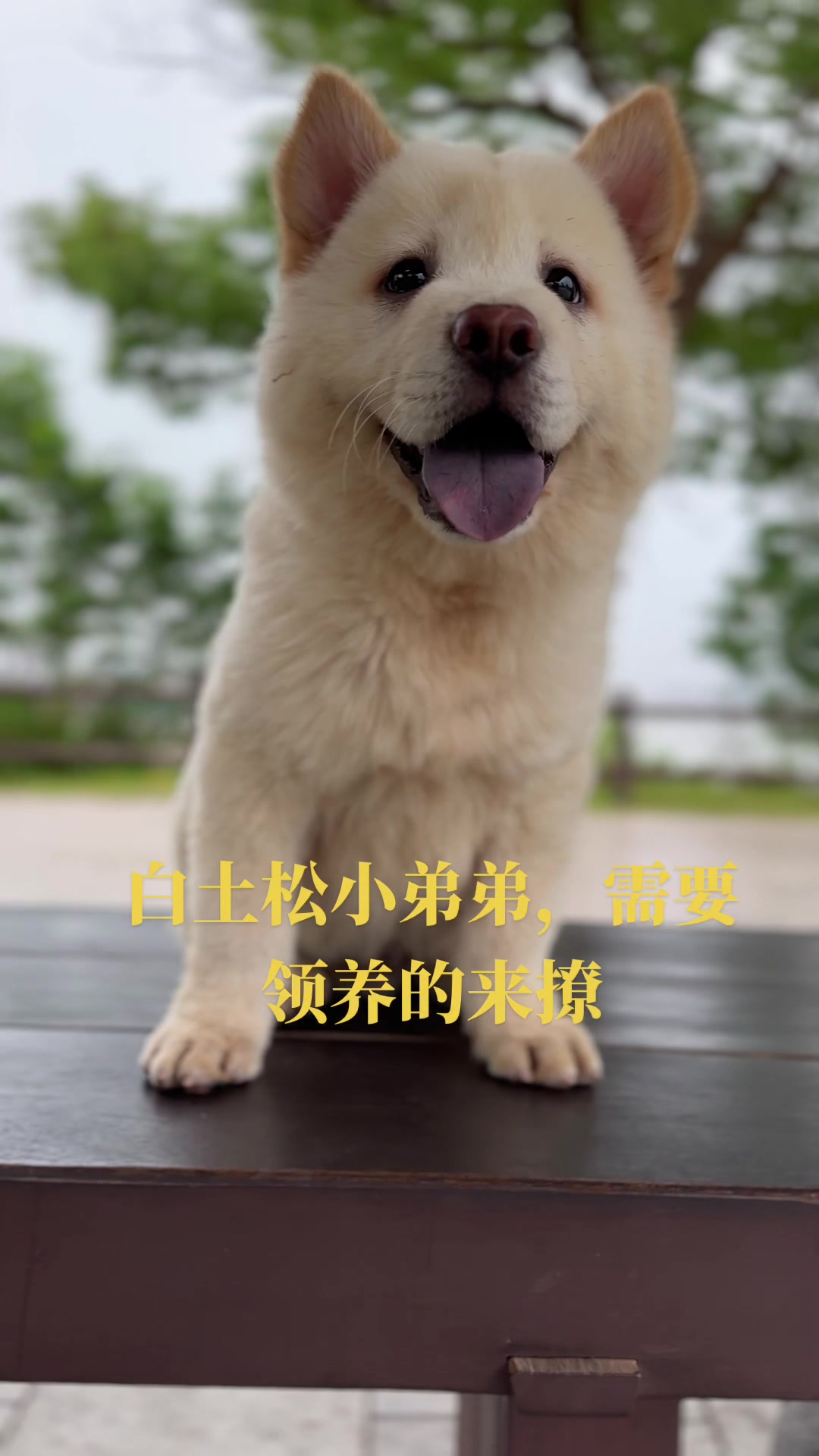 @南粤陪伴犬