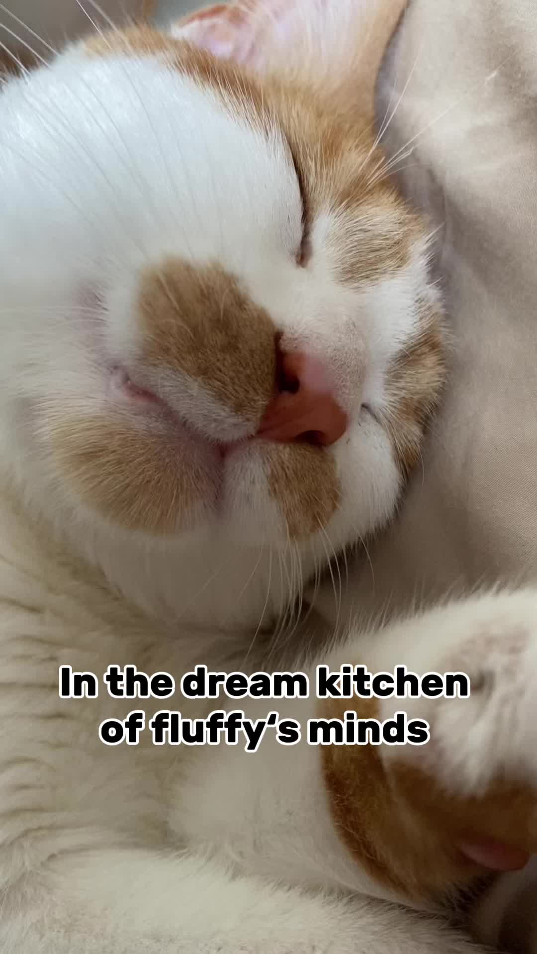 @mrsmeow
