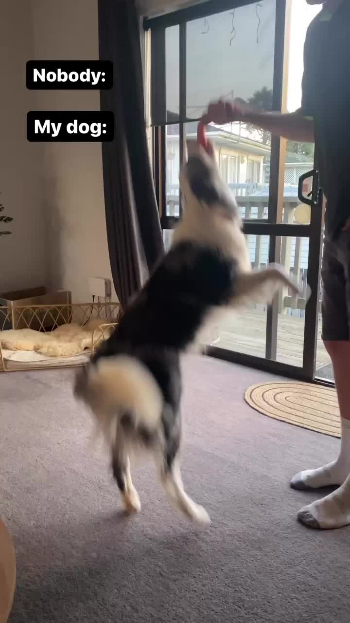 @life.with.collies