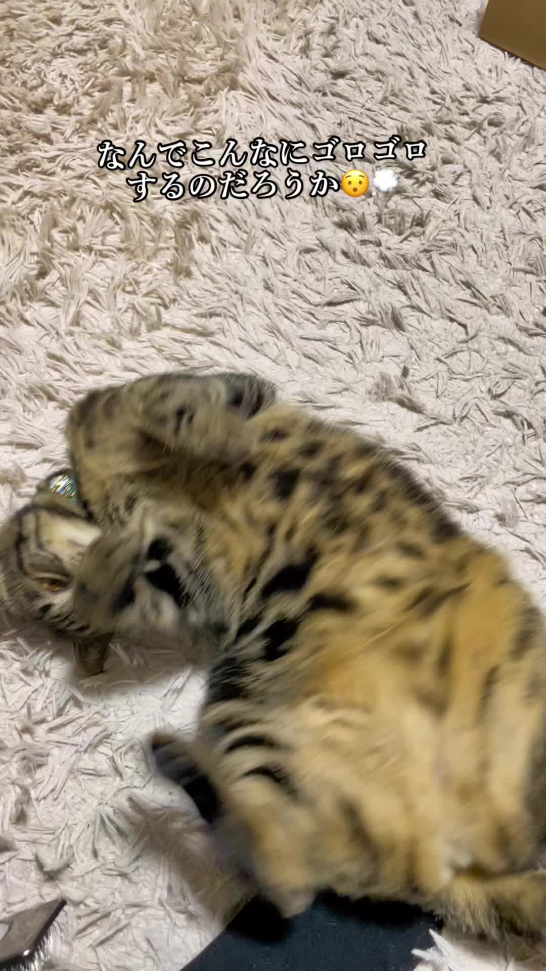 @バギー
