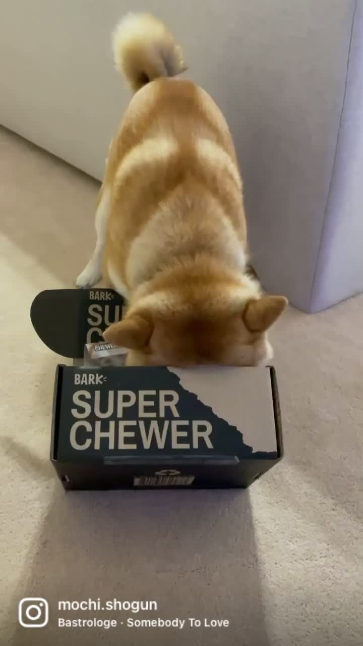 @Mochi.Shogun