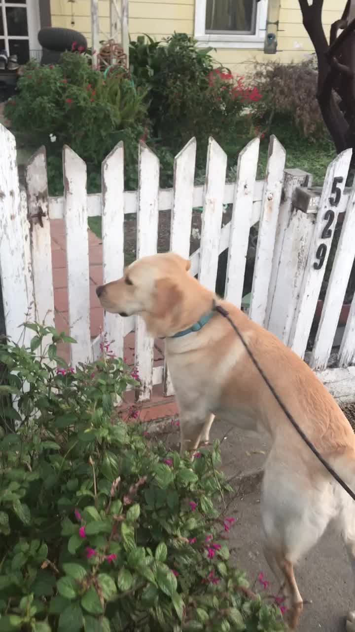 @Slo Dog