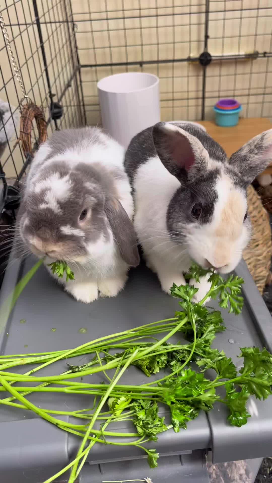 @BunBun and BaeBae