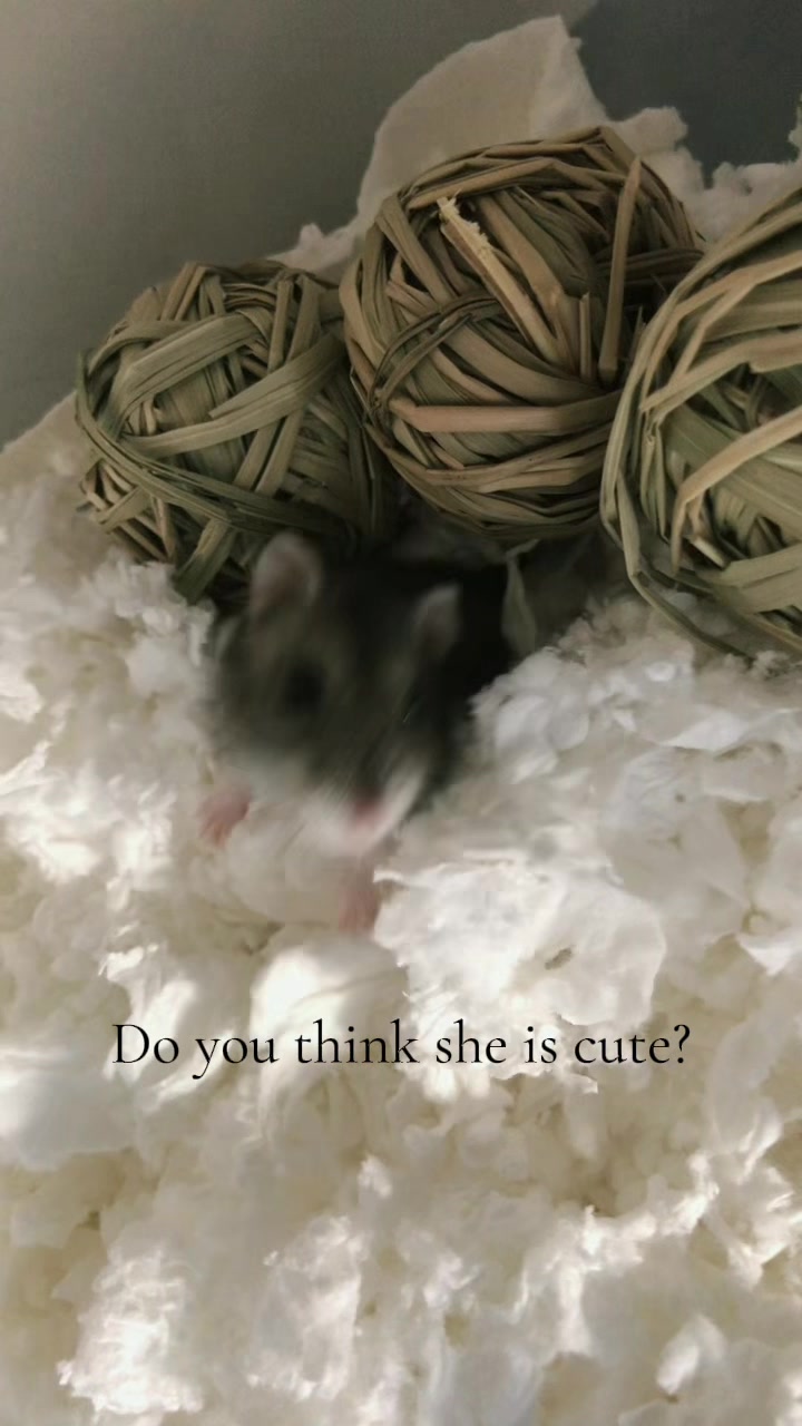 @Cute Singapore Pets