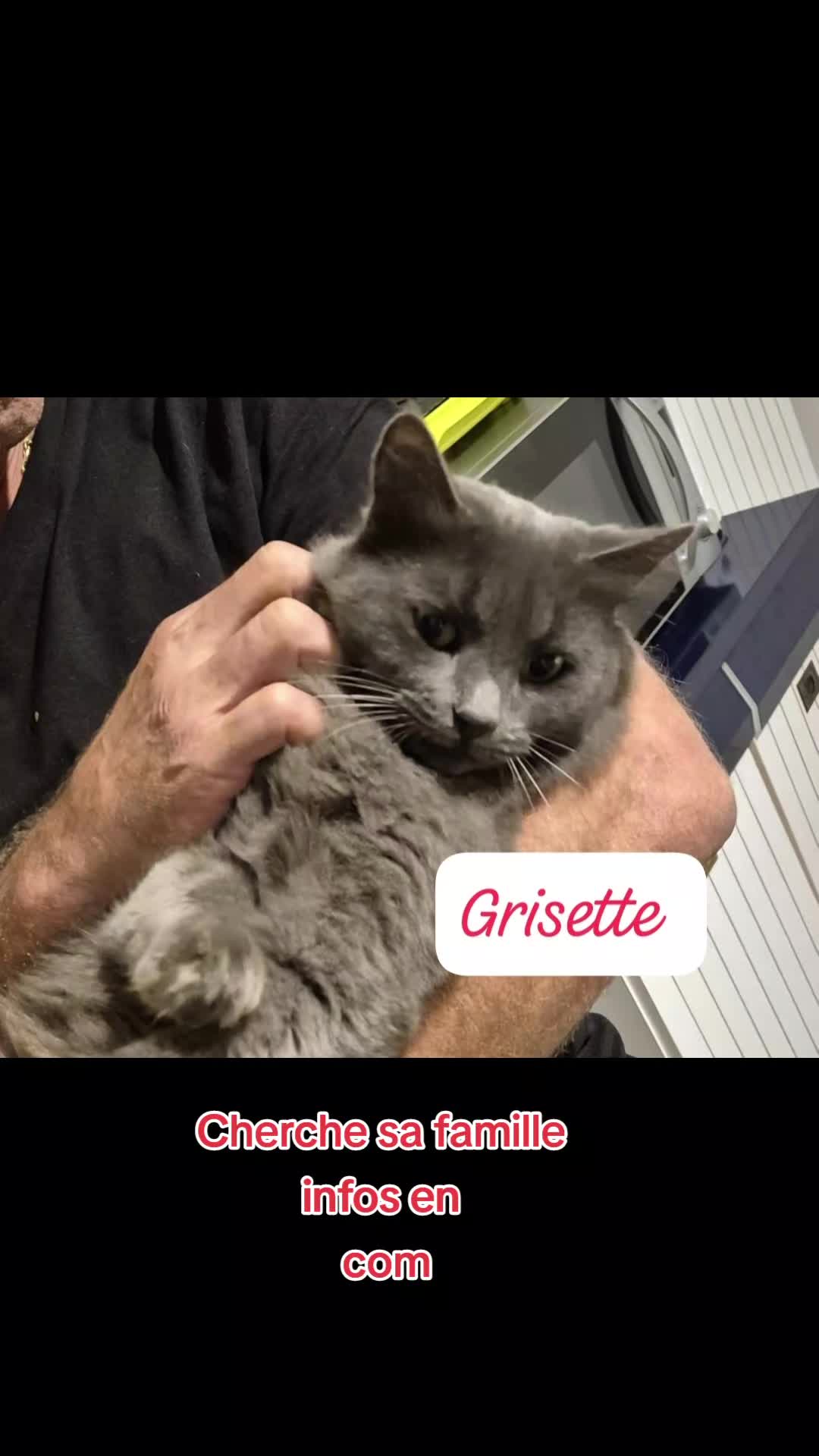 @Ass Les petits f&eacute;lins de Corse