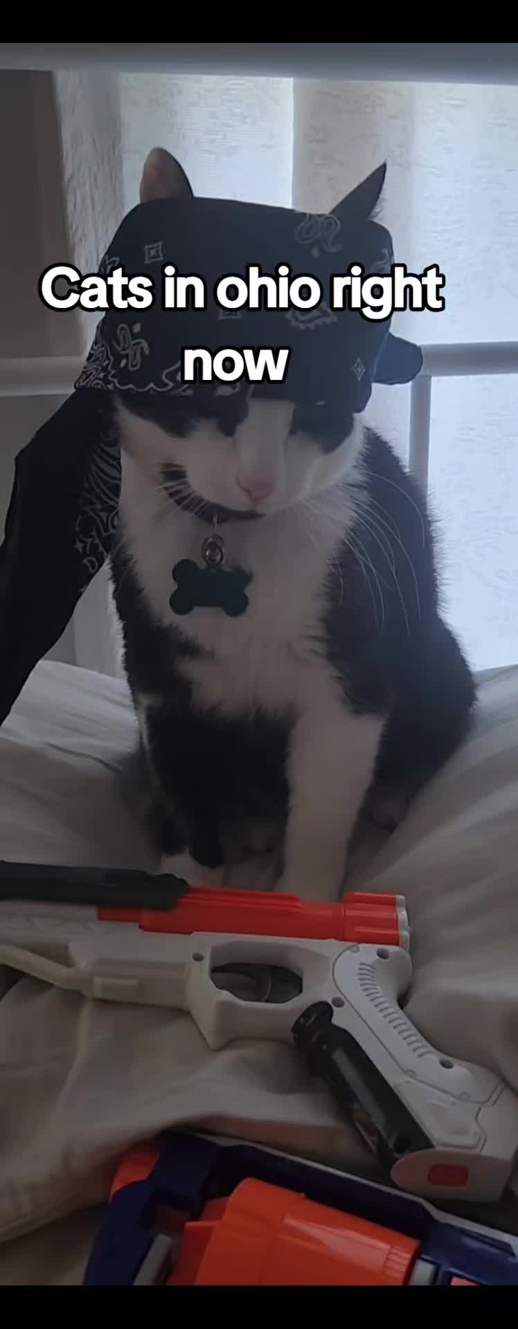 @THUGxedo Cat