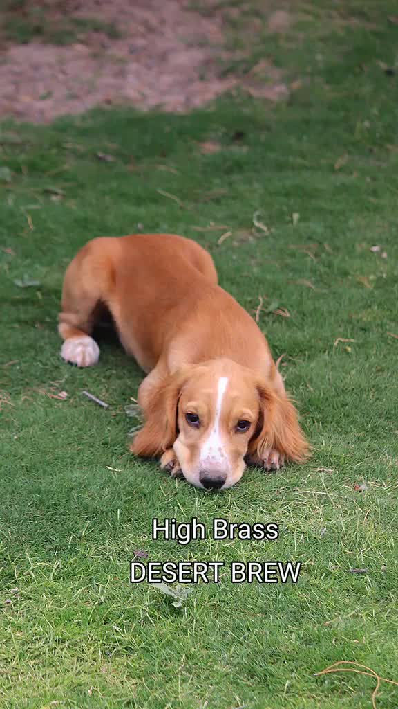 @HBGD