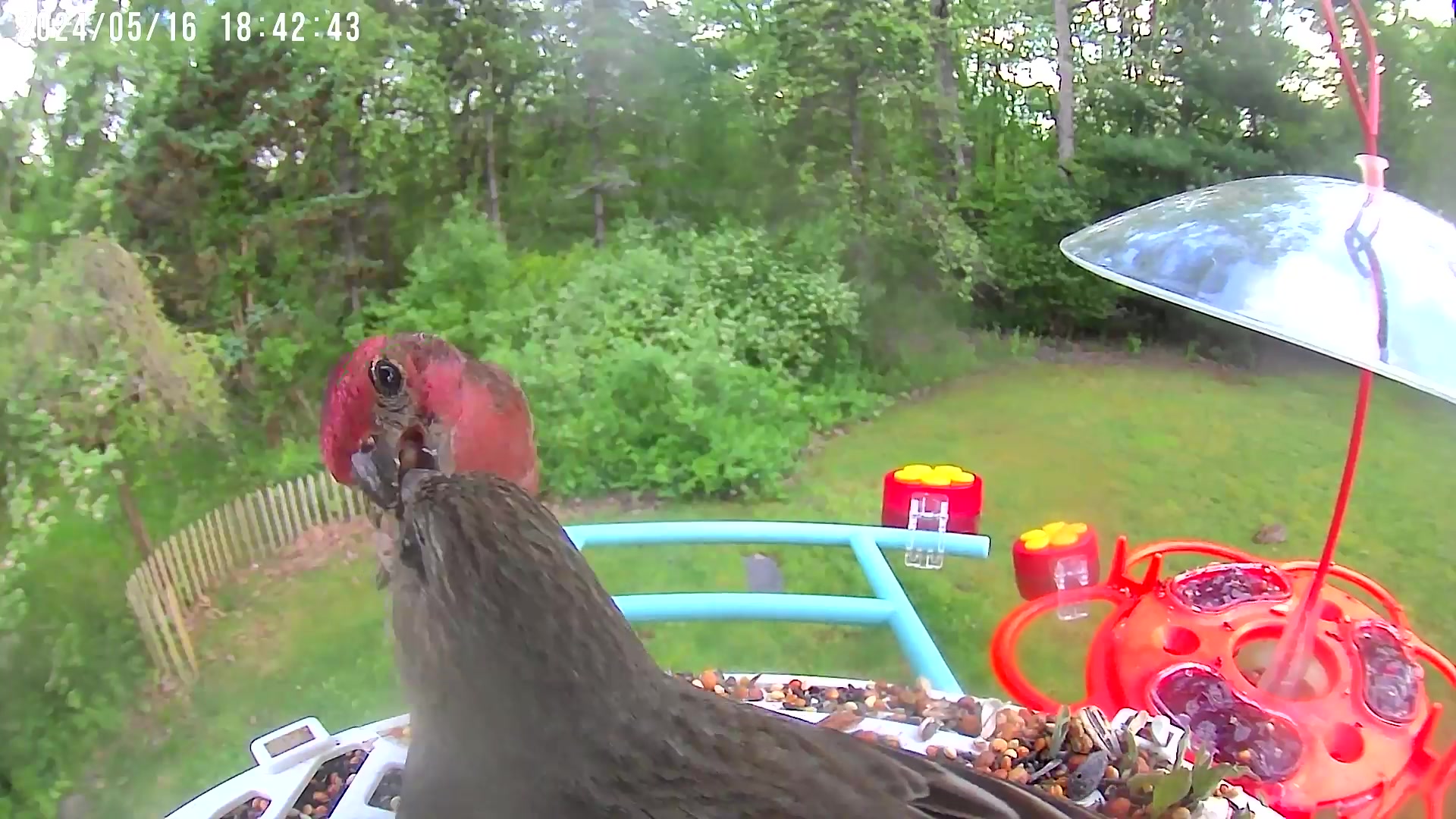 @Bird feeder Cam