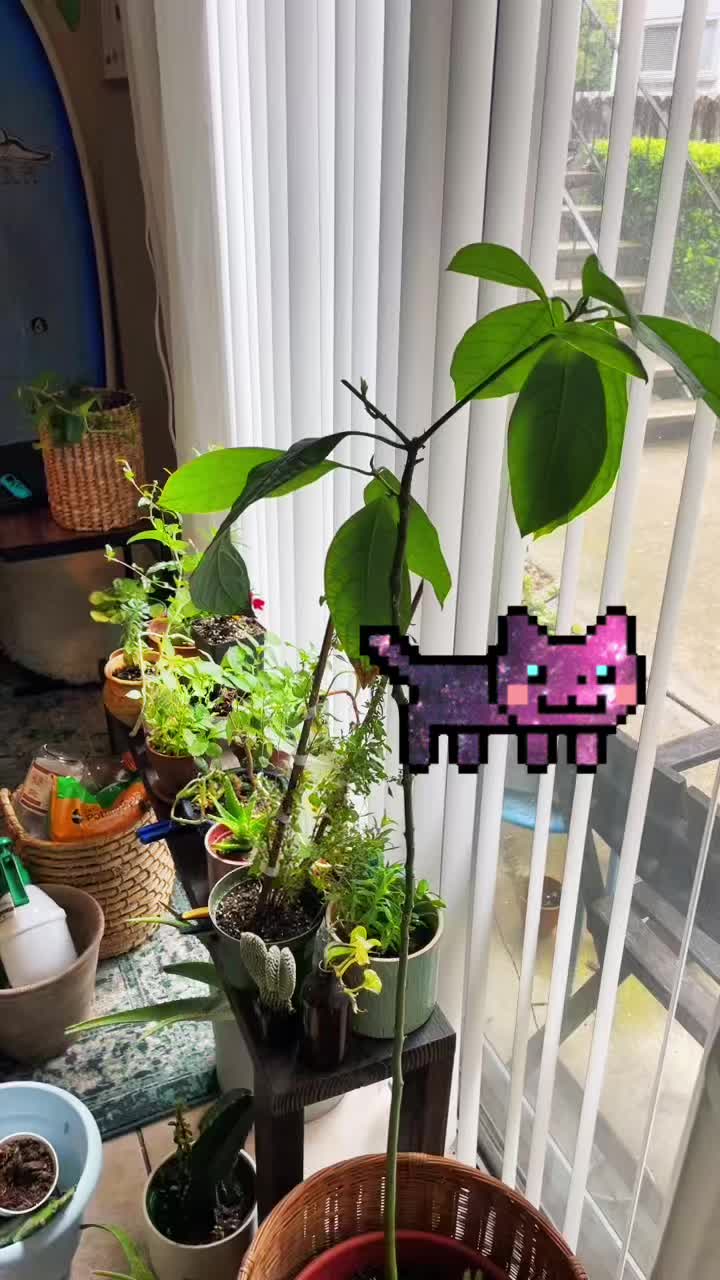 @Wetplantz