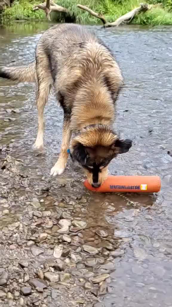 @joeytherescue