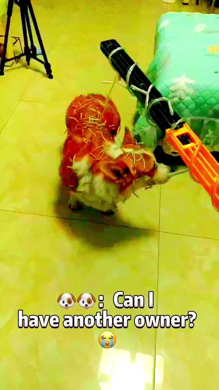 @Pets Kingdom Online