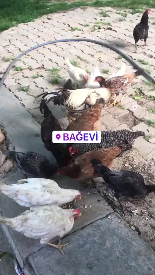 @G&uuml;ltekin Hakan