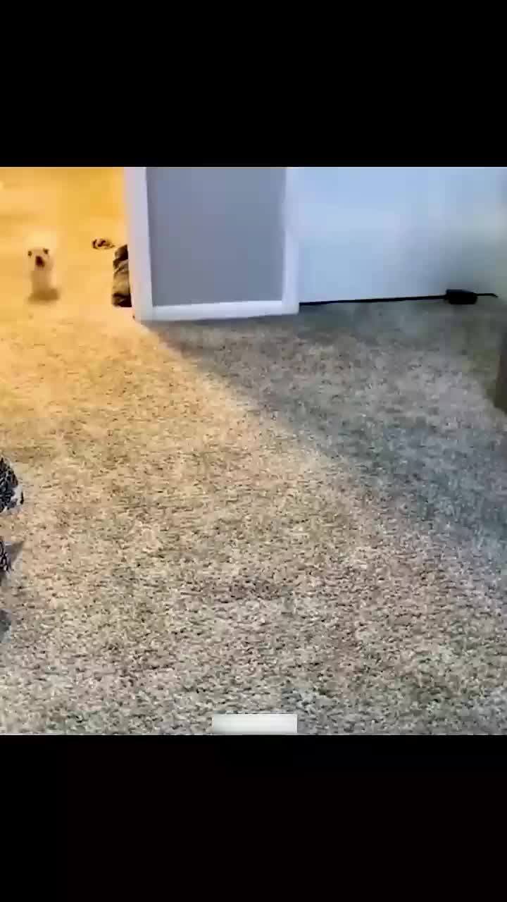 @pawfriends