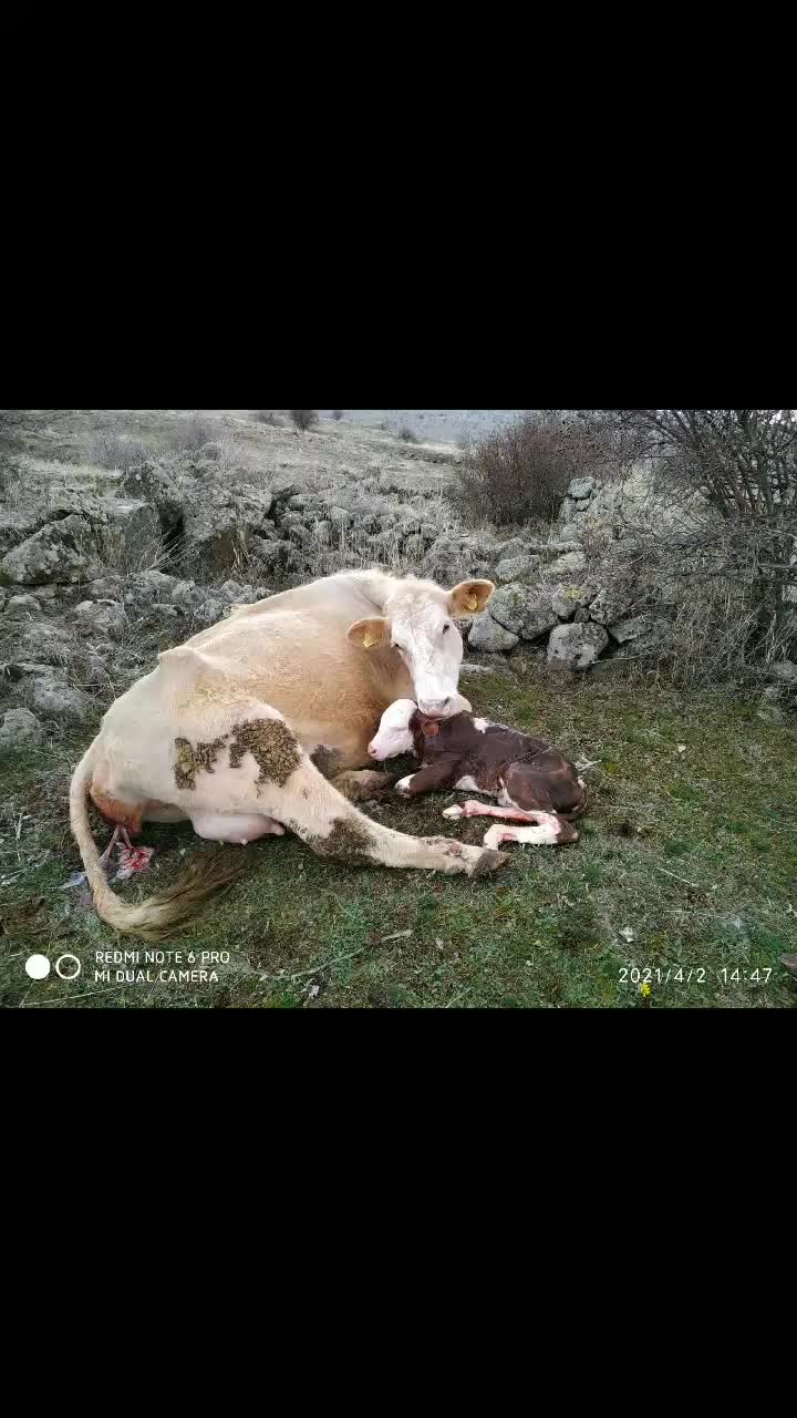 @sevgi