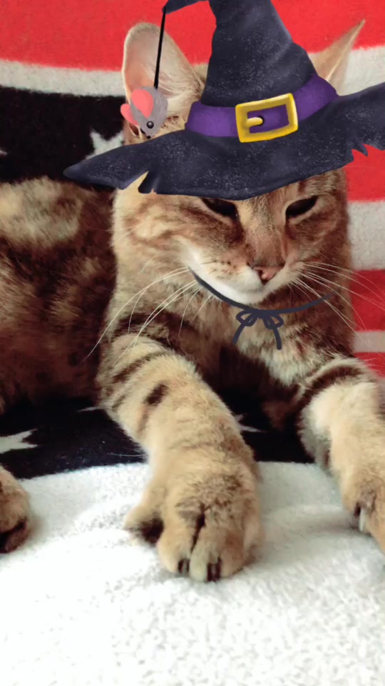 @Kitty02 🐈 🇳🇴