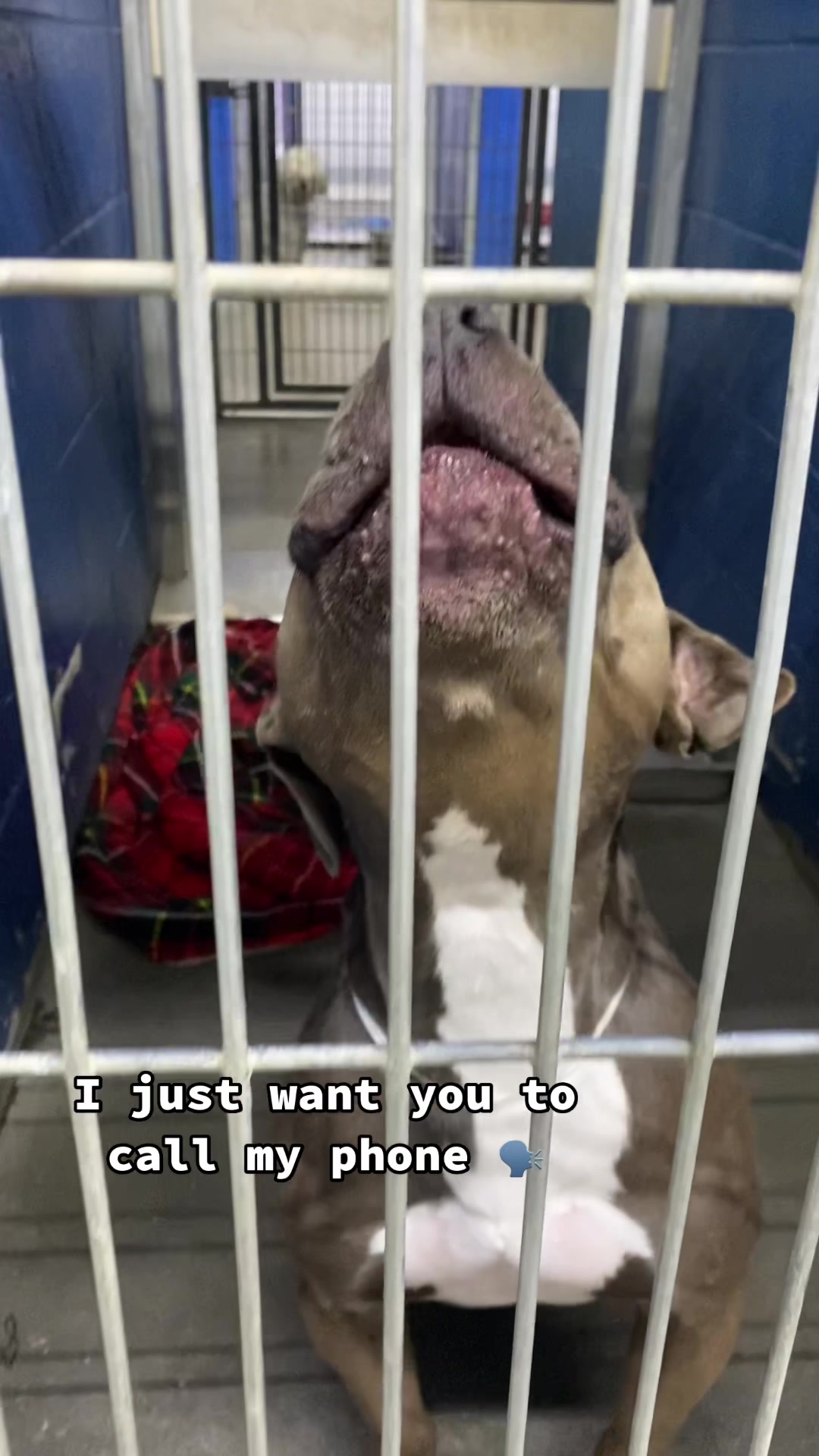 @Ramona Pets