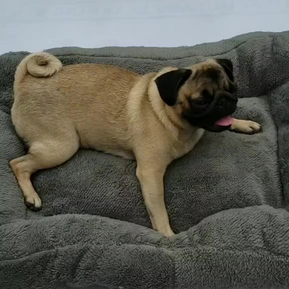 @House of PETs
