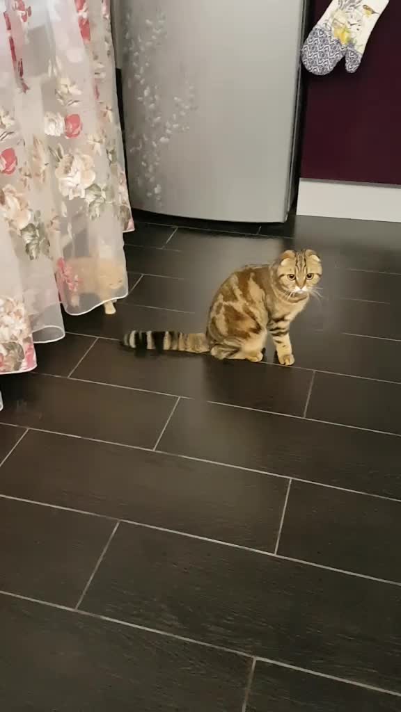 @кошка Луняшка 🐱🌘