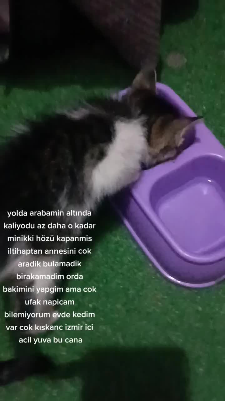 @Elif Enise Alançay
