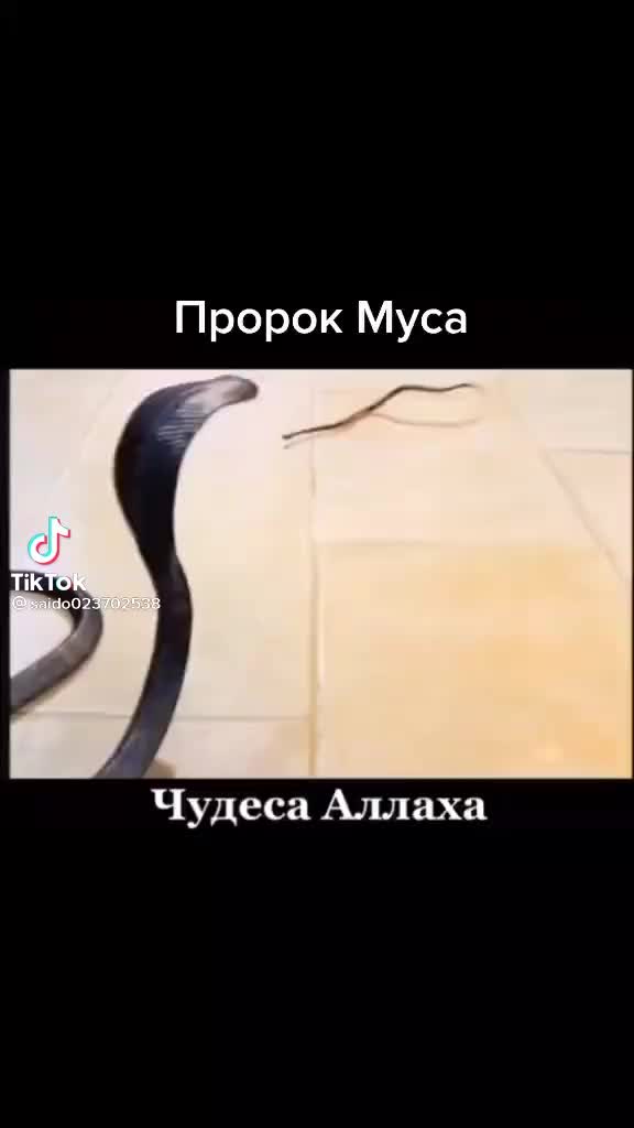 @Шахи