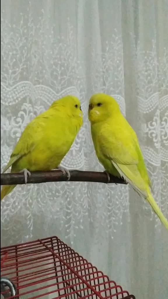 @Koko limon