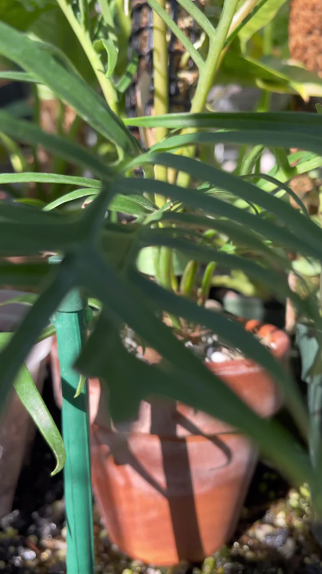 @Just_fishandplants