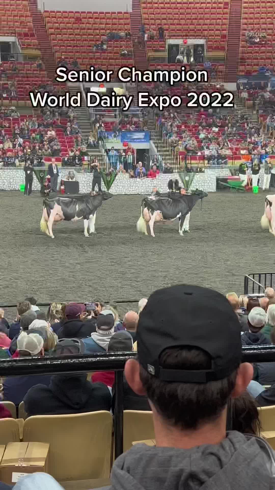 @Venture Holsteins