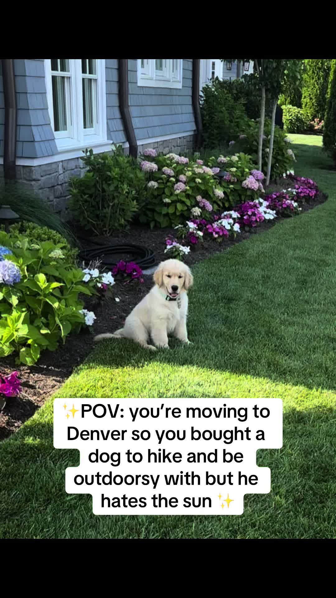 @rigatoni_thegolden