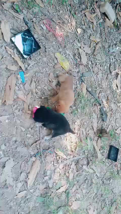 @น้องชมพู่