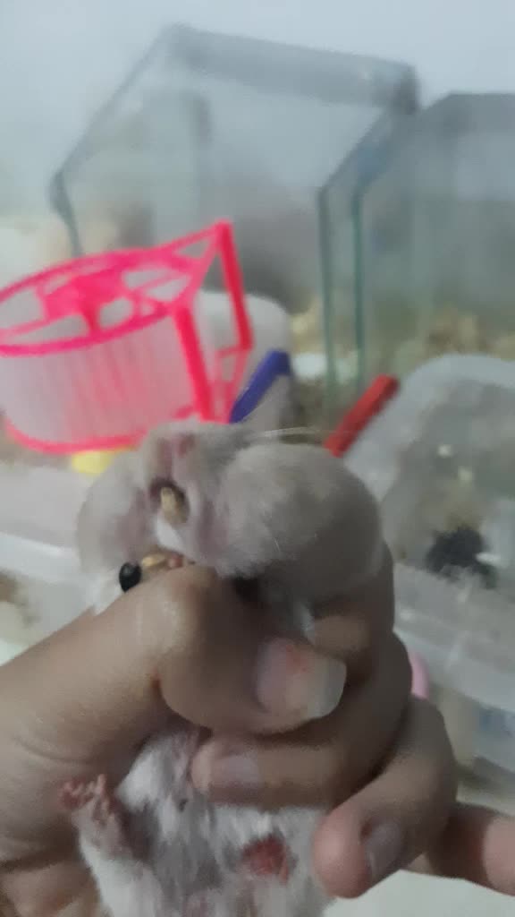 @Hạt Giống tâm Thần 🤡